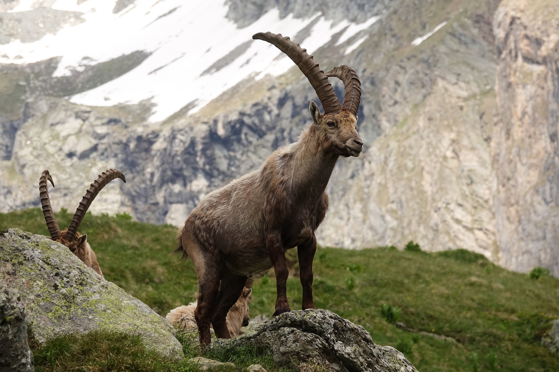 Bouquetin dans les montagnes des Aravis